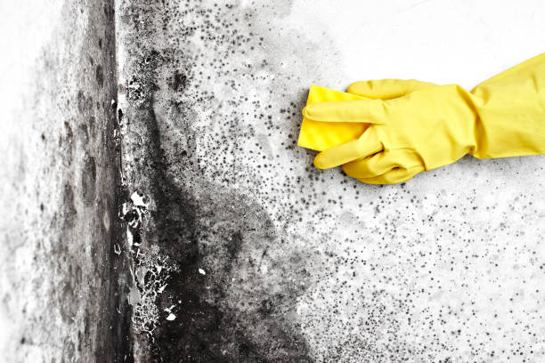 Best Best Mold Removal Companies  in Fort Scott, KS