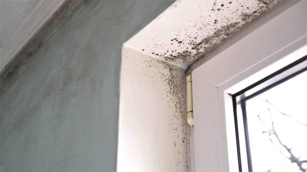 Best Professional Mold Removal  in Fort Scott, KS
