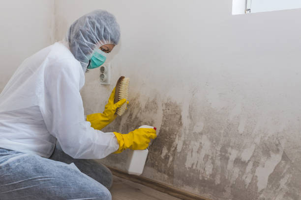 Best Toxic Mold Removal  in Fort Scott, KS