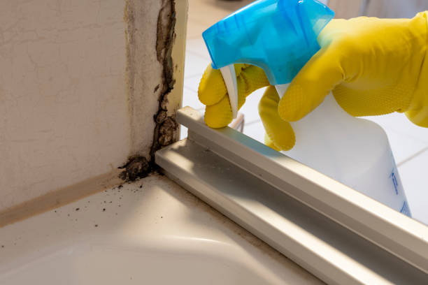 Best Local Mold Removal Service  in Fort Scott, KS