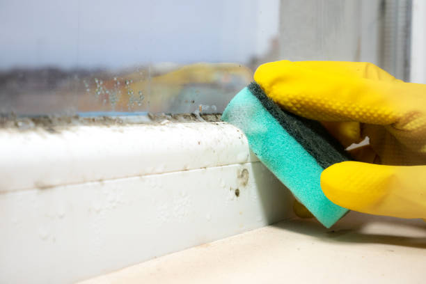 Best Home Mold Removal  in Fort Scott, KS