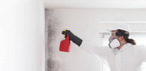 Best Affordable Mold Removal  in Fort Scott, KS