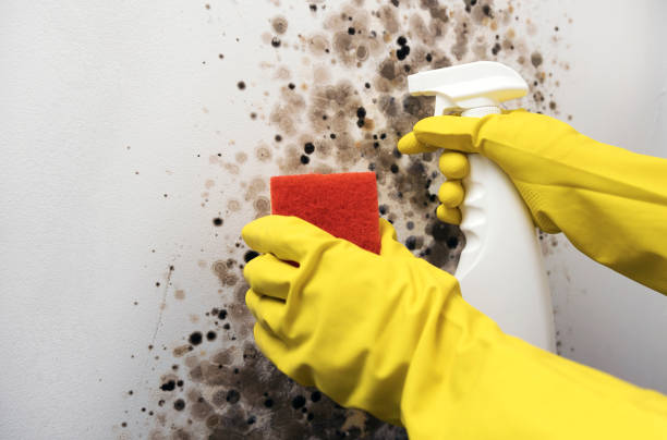 Fort Scott, KS Mold Removal Company