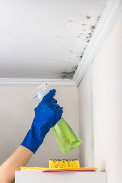 Best Affordable Mold Removal  in Fort Scott, KS
